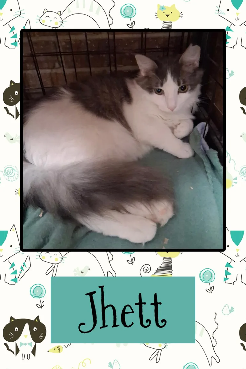 A young medium-sized male Gray & White Domestic Long Hair cat named Jett for adoption in Kearney, NE