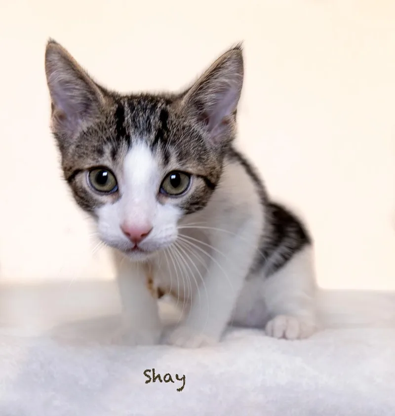 A baby small-sized male Domestic Short Hair cat named Shay for adoption in Hot Springs Village, AR