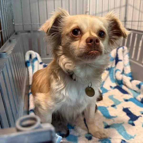 An adult small-sized female Chihuahua dog named Matilda for adoption in Oakland, CA