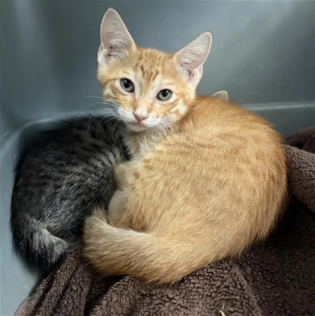 A baby medium-sized male Domestic Short Hair cat named Ronaldo for adoption in Dallas, TX