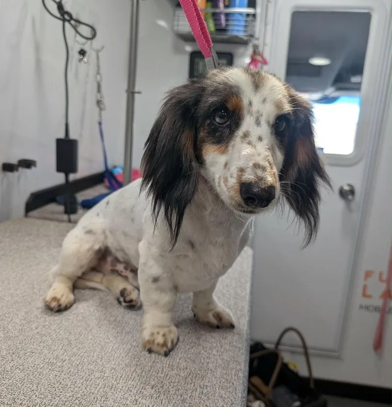 An adult small-sized male Dachshund dog named Ollie for adoption in Grafton, WI