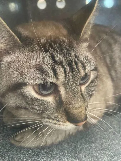 An adult large-sized male Domestic Short Hair cat named Cosmo for adoption in Daytona Beach, FL