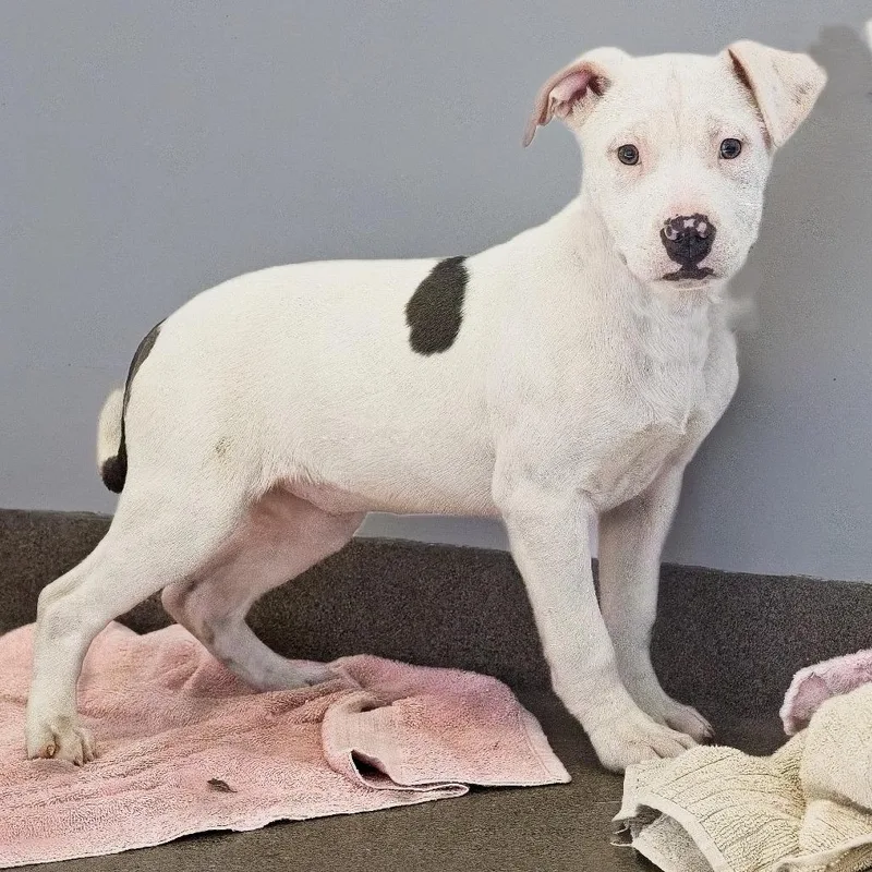 Bellerose thumbnail 2