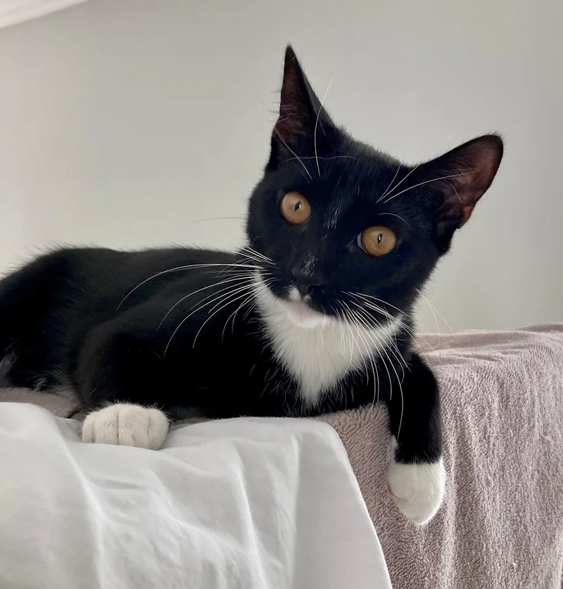 A young small-sized female Black & White / Tuxedo Tuxedo cat named Aurora for adoption in San Juan Capistrano, CA