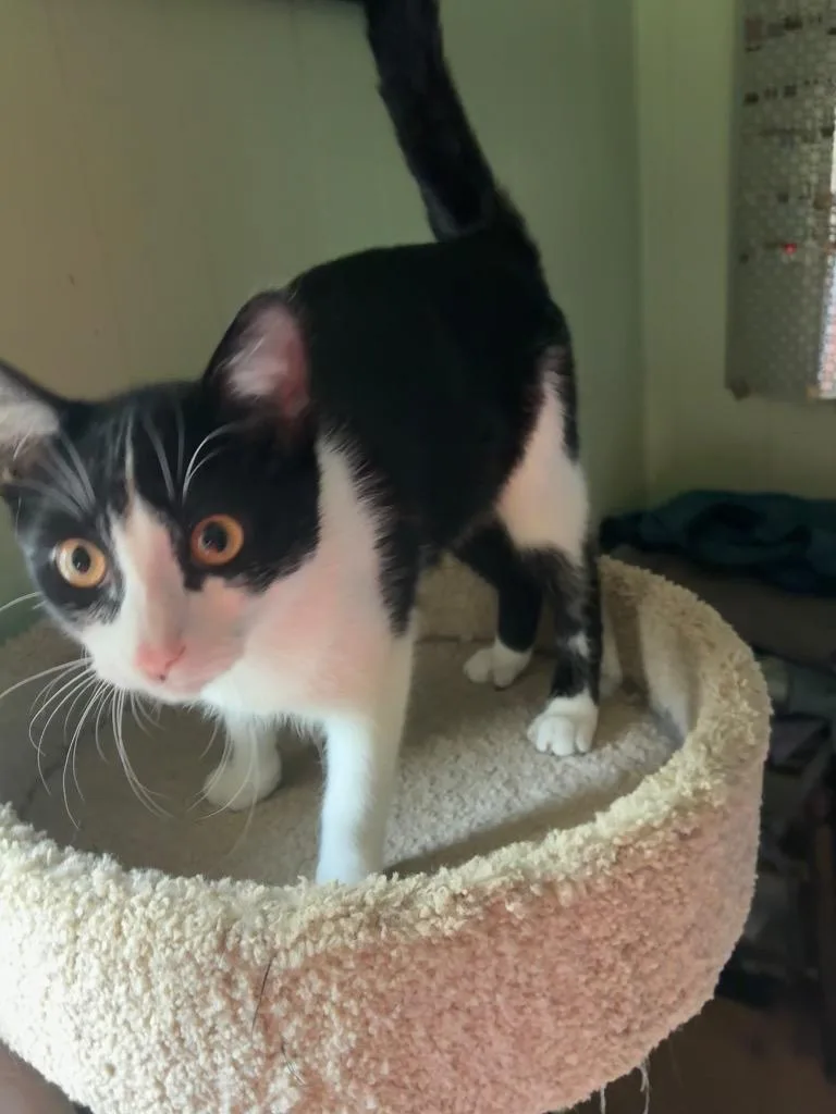 A baby medium-sized male Domestic Short Hair cat named Calvin for adoption in Plattsburgh, NY