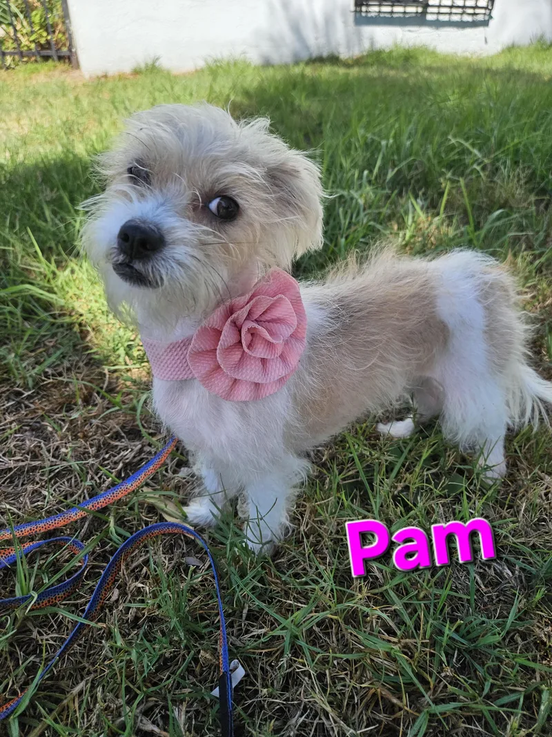 Pam