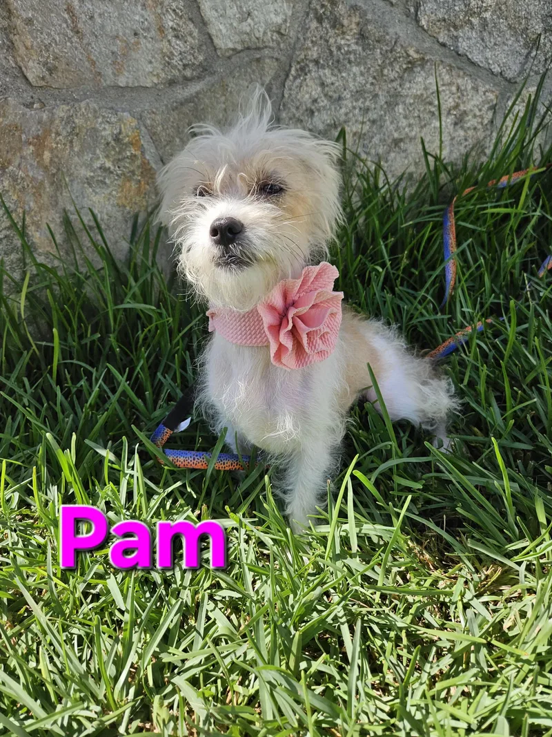 Pam thumbnail 4