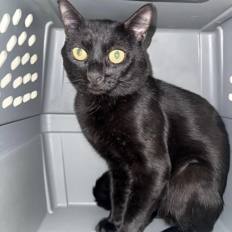 An adult medium-sized male Black Domestic Short Hair cat named HACCStray for adoption in Henderson, NV