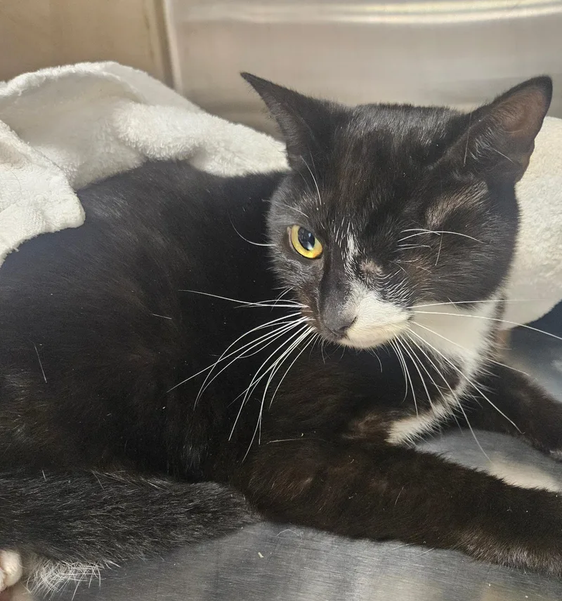An adult medium-sized female Black & White / Tuxedo Domestic Short Hair cat named Widdles for adoption in Schnecksville, PA