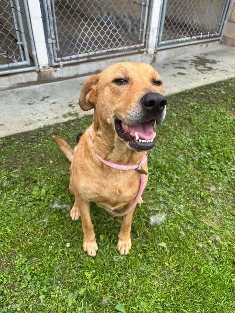 An adult medium-sized female Labrador Retriever dog named Charlie for adoption in Front Royal, VA