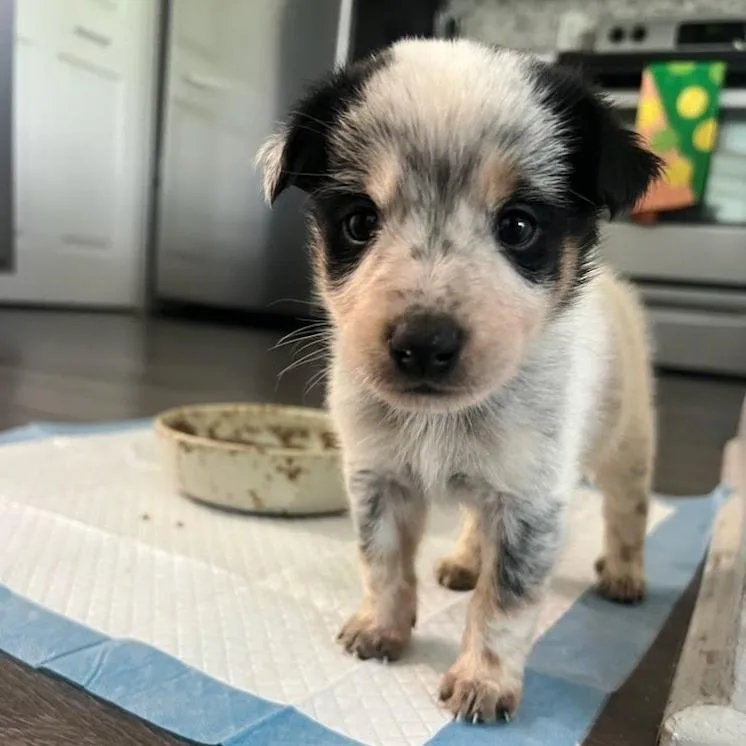 A baby small-sized male Black Mixed Breed dog named Officer K for adoption in Austin, TX