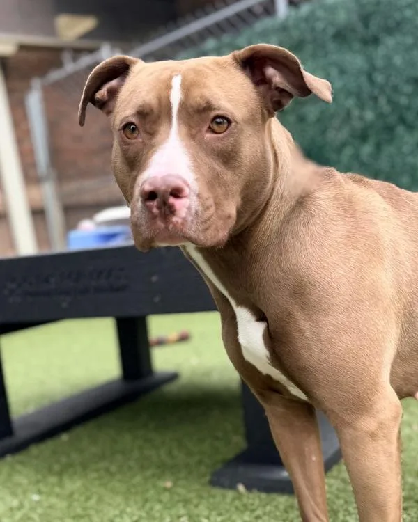 An adult large-sized female Pit Bull Terrier dog named Dixie for adoption in Canton, GA