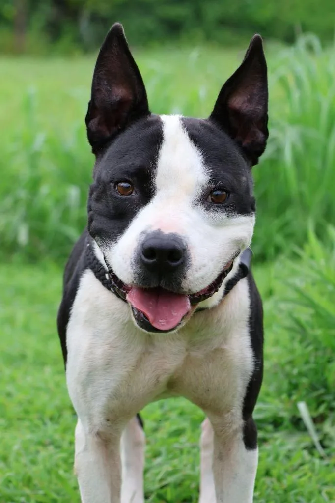 Gracie