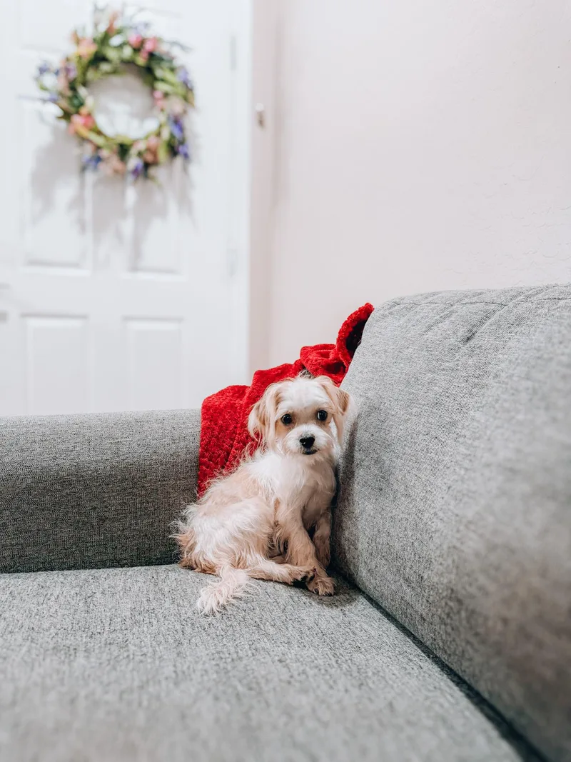 A baby small-sized male Terrier dog named Dewey for adoption in Goodyear, AZ