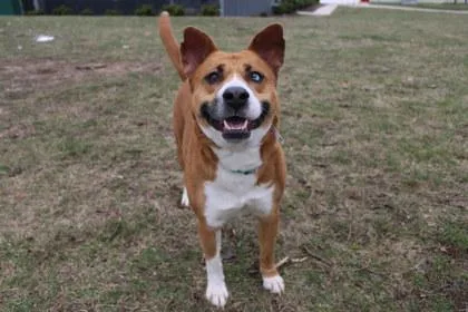 An adult large-sized female Mixed Breed dog named Emberly for adoption in Kansas City, MO
