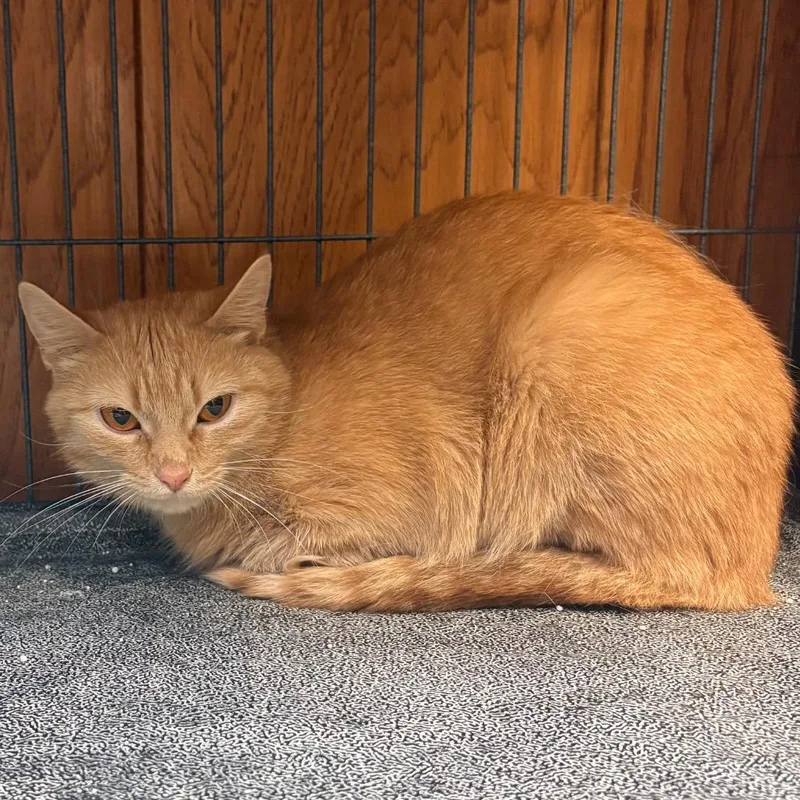 A young medium-sized female Orange / Red American Shorthair cat named Bingo for adoption in Greenfield, IN