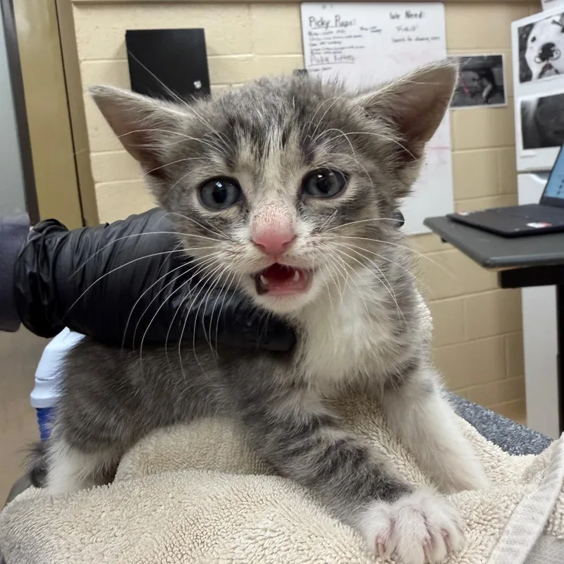 A baby small-sized male Domestic Medium Hair cat named Bebe for adoption in Winston-Salem, NC