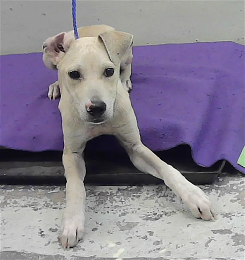 A young medium-sized male Labrador Retriever dog named Kc for adoption in Houston, TX