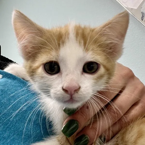 A baby small-sized male Domestic Short Hair cat named Edgar for adoption in Sioux City, IA