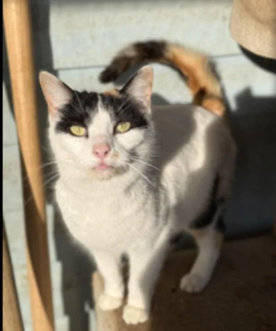 A young medium-sized female Domestic Short Hair cat named Pebbles for adoption in Johnson City, TN