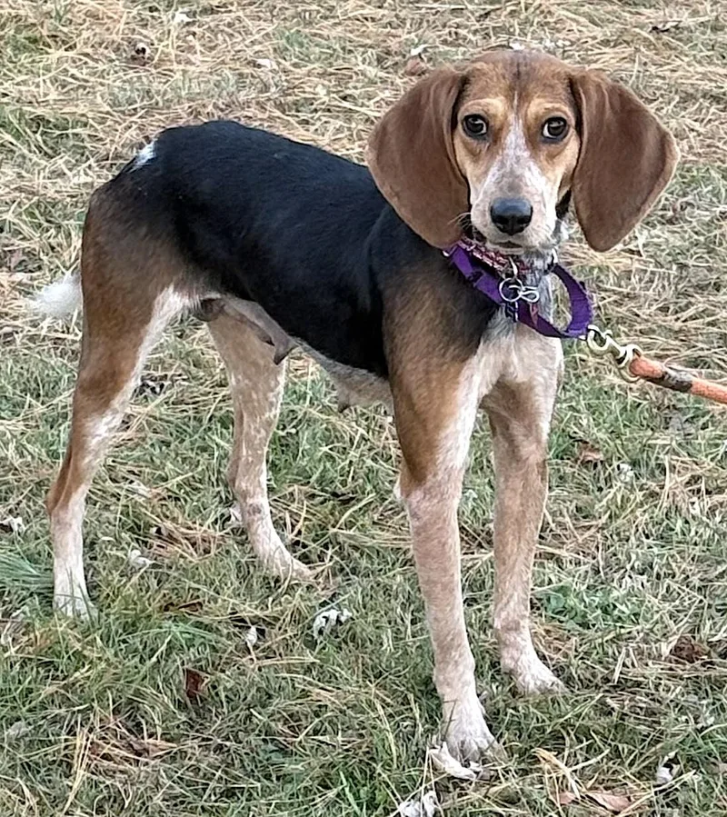 An adult medium-sized female Black Coonhound dog named Allie for adoption in Bedford, VA