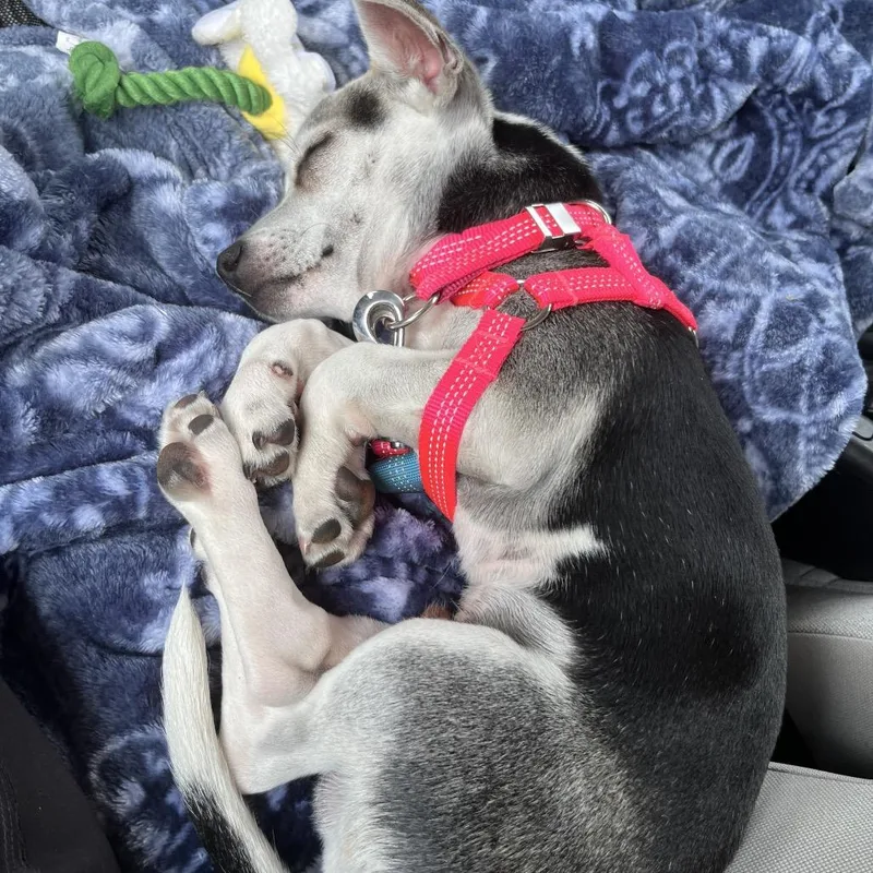A baby small-sized male Gray / Blue / Silver Chihuahua dog named Milo for adoption in Uniontown, PA