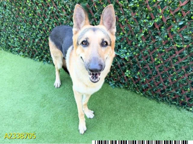 An adult large-sized male Mixed Breed dog named Ranger for adoption in West Palm Beach, FL