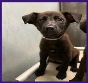 A baby medium-sized female Labrador Retriever dog named Honey $ for adoption in Milwaukee, WI