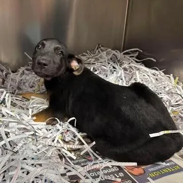 A baby small-sized male Black Mixed Breed dog named Lime for adoption in Edwardsville, IL