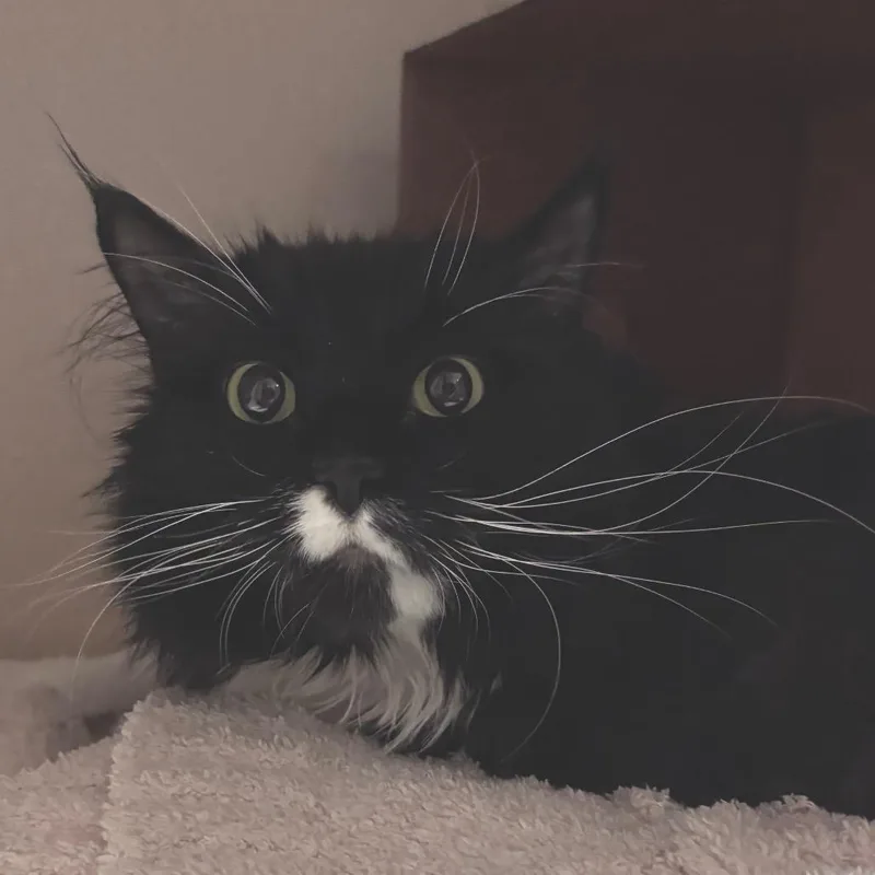 An adult large-sized female Black Domestic Long Hair cat named Bean for adoption in Providence, RI