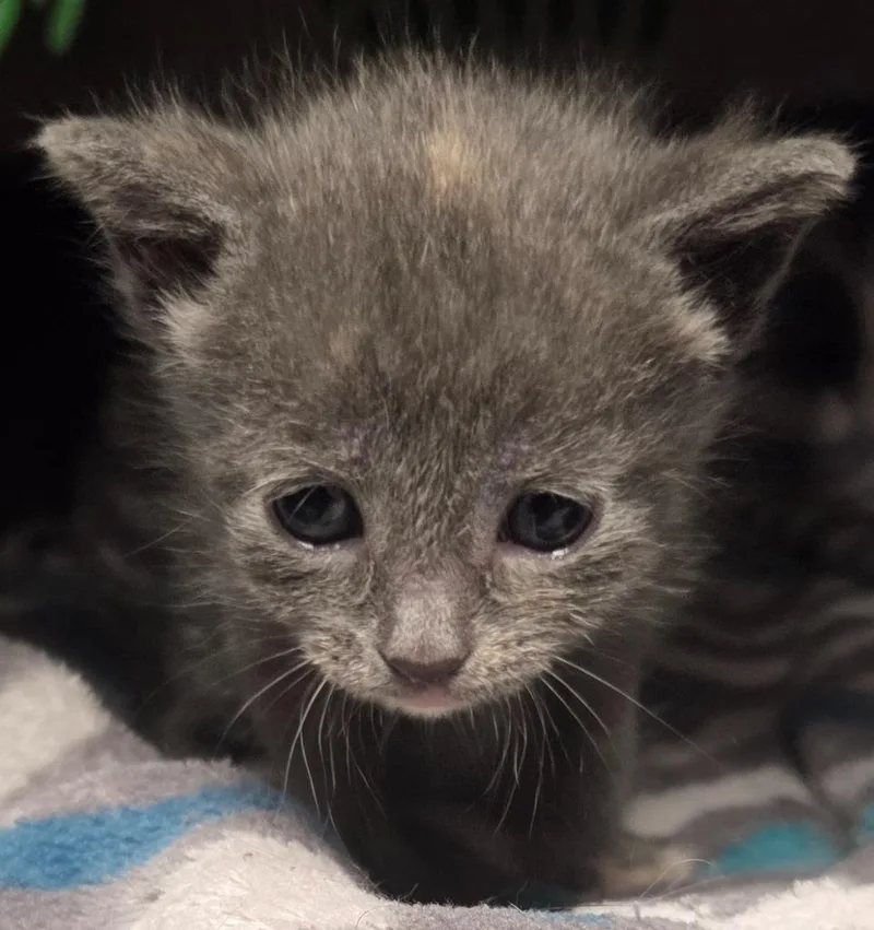 A baby small-sized female Domestic Short Hair cat named Queen of Hearts for adoption in Olean, NY
