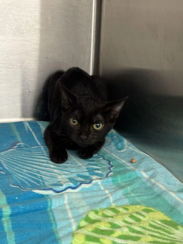 A young small-sized female Black Domestic Short Hair cat named Eustace for adoption in Hilton Head Island, SC
