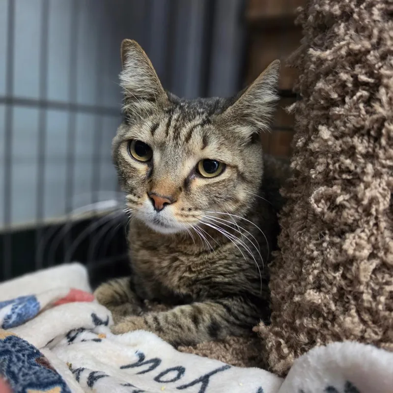 An adult medium-sized male Brown / Chocolate Domestic Short Hair cat named Figaro City of for adoption in Chino Hills, CA