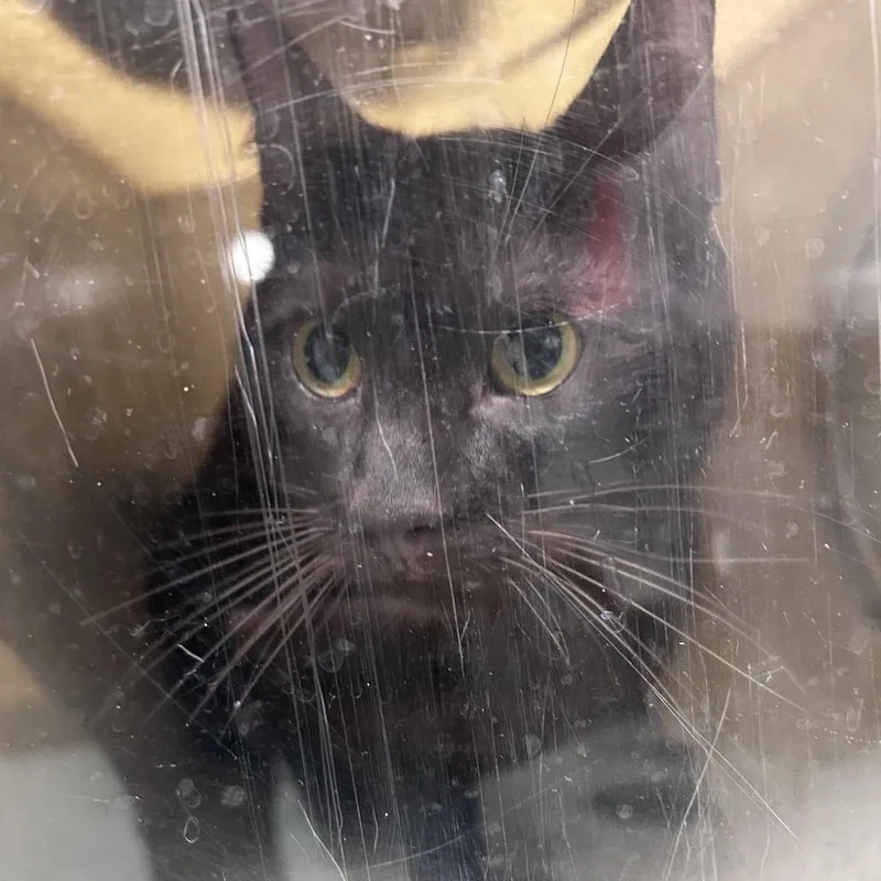 A young small-sized male Brown / Chocolate Domestic Short Hair cat named Bear for adoption in Philadelphia, PA