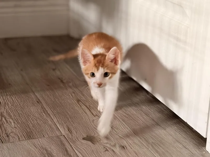 Scooter thumbnail 2