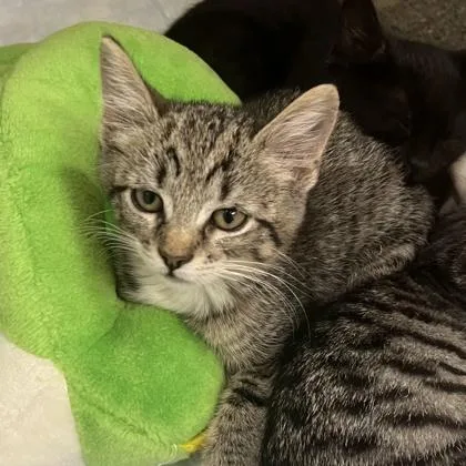 A baby small-sized female Domestic Short Hair cat named Subzero for adoption in Voorhees, NJ