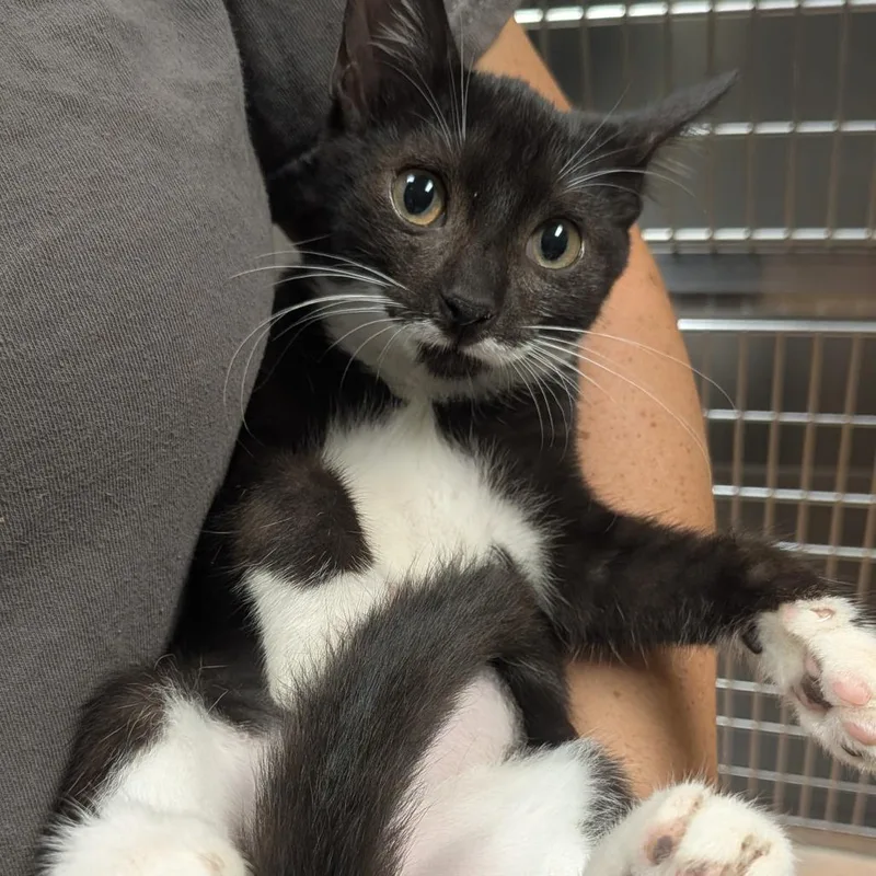 A baby small-sized female Black Domestic Short Hair cat named Princess Sofia for adoption in Springboro, OH