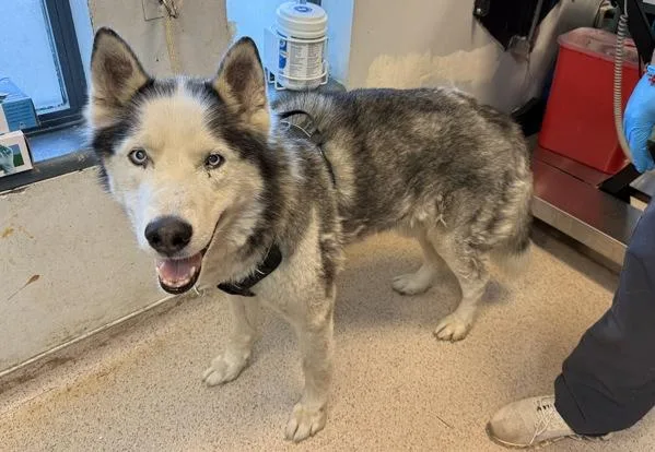 A senior large-sized male Mixed Breed dog named Captain Horatio for adoption in New York, NY