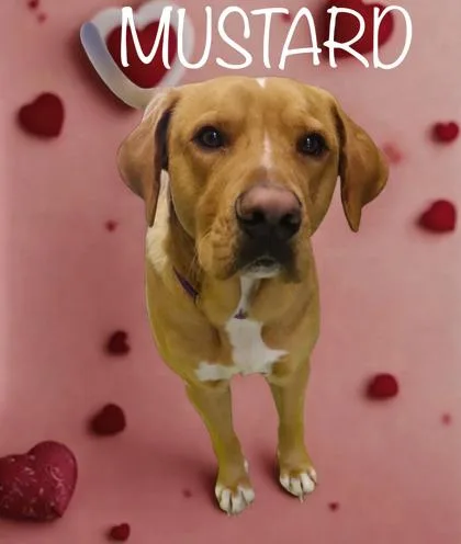 Mustard thumbnail 2