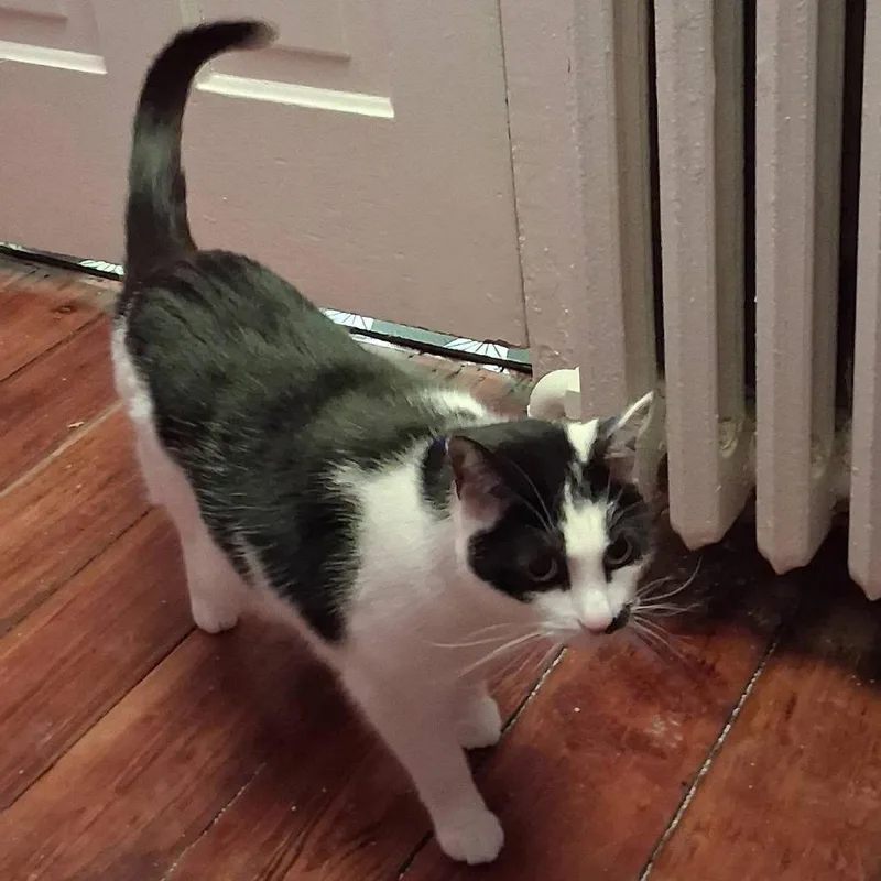 Little Ricky thumbnail 2