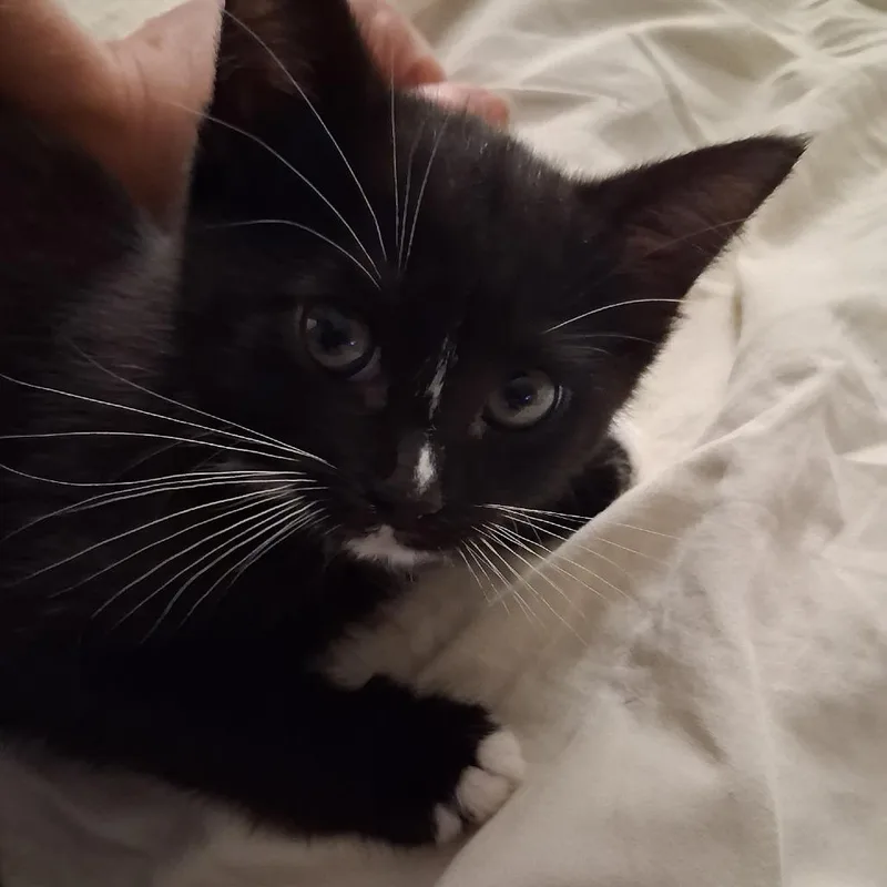 A baby small-sized male Black Domestic Short Hair cat named Petrie for adoption in Ringtown, PA