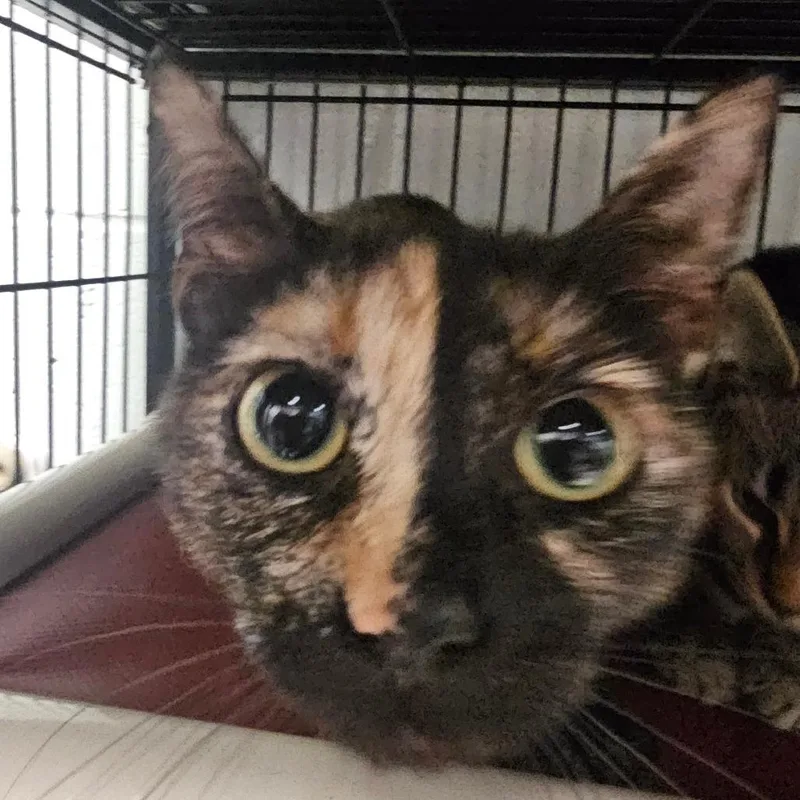 A young small-sized female Tortoiseshell Domestic Short Hair cat named Georgia for adoption in Columbus, NC