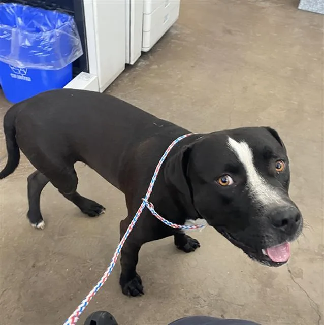 A young large-sized male Mixed Breed dog named Billy for adoption in Dallas, TX