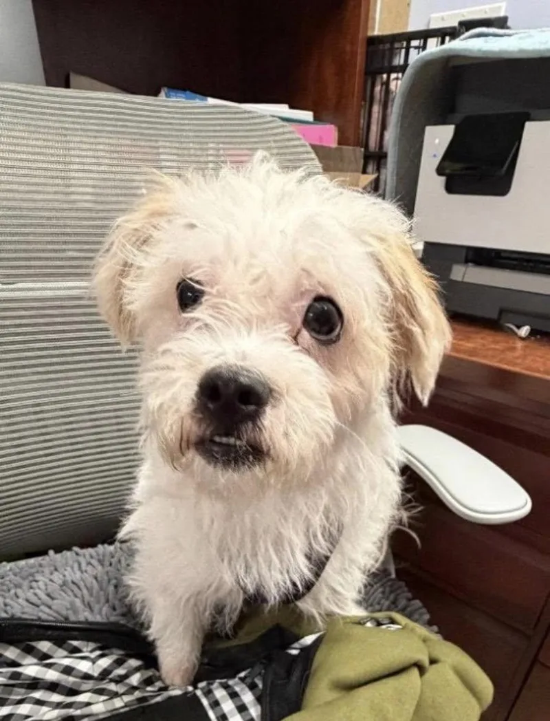 A young small-sized male Yellow / Tan / Blond / Fawn Shih Tzu dog named Benji Two for adoption in Ozone Park, NY