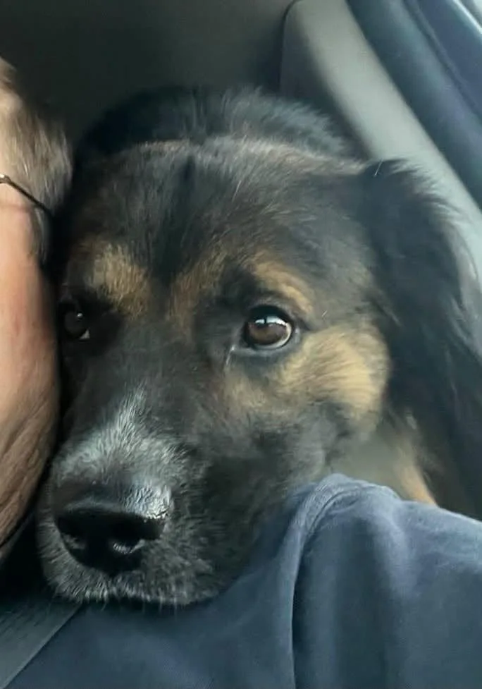 A young medium-sized male Australian Shepherd dog named Ronnie for adoption in Winter Park, CO
