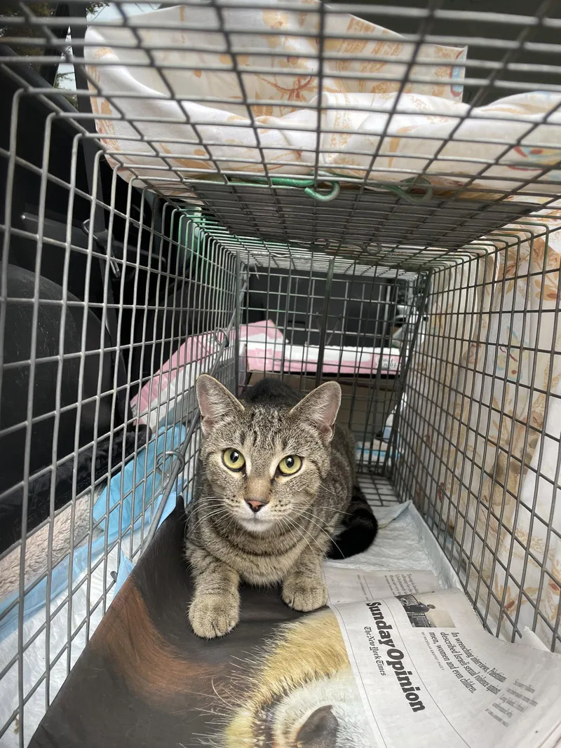 A young medium-sized female Domestic Short Hair cat named Gilbert Girl for adoption in Trenton, NJ