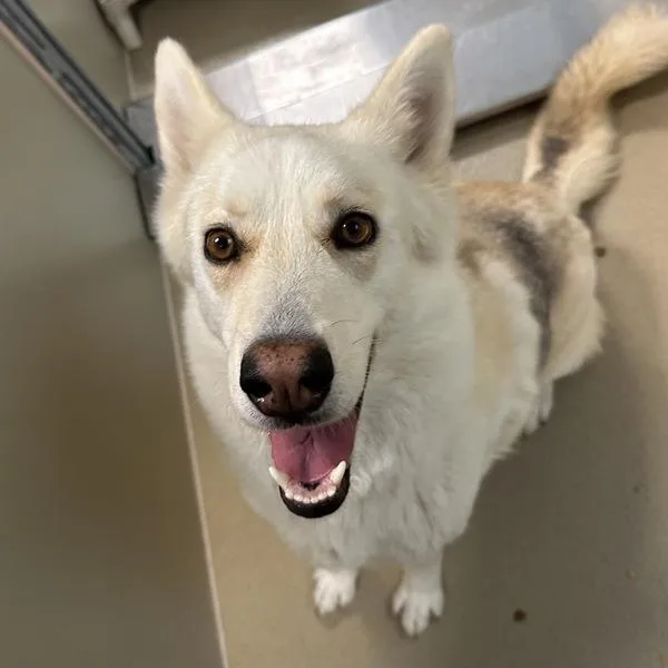 An adult large-sized female Siberian Husky dog named Cher for adoption in Walnut Creek, CA