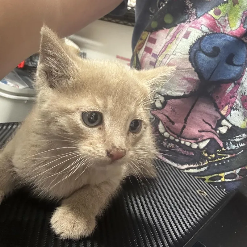 A young medium-sized male Domestic Short Hair cat named Stubbs for adoption in Ashland, OR