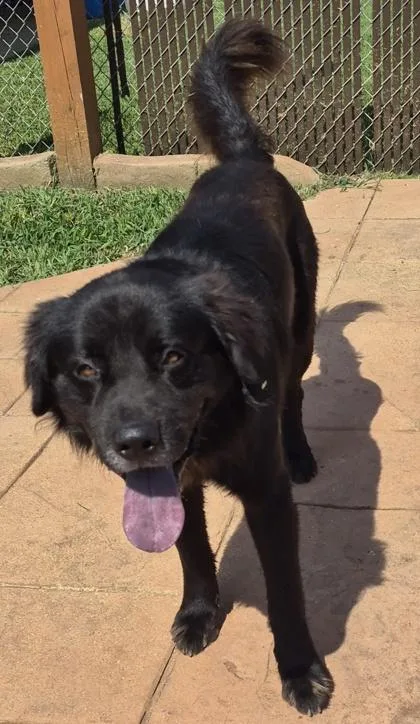 Benji