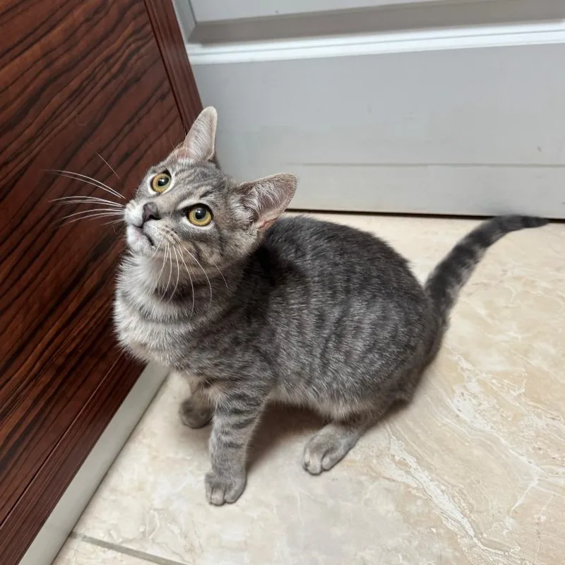 A baby small-sized male Gray / Blue / Silver Domestic Short Hair cat named Kai for adoption in Gibsonia, PA